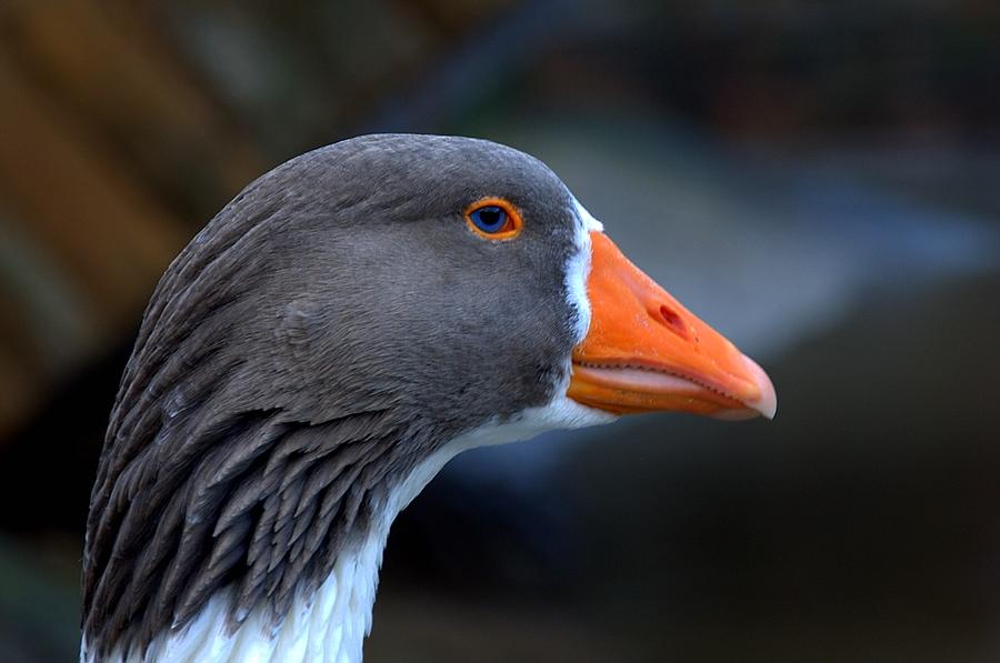 Und eine grau-weisse Gans