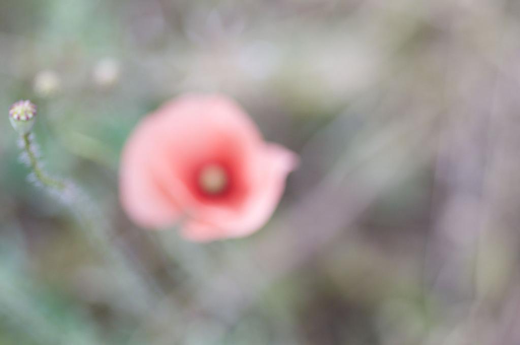 und noch ein rosa Mohn