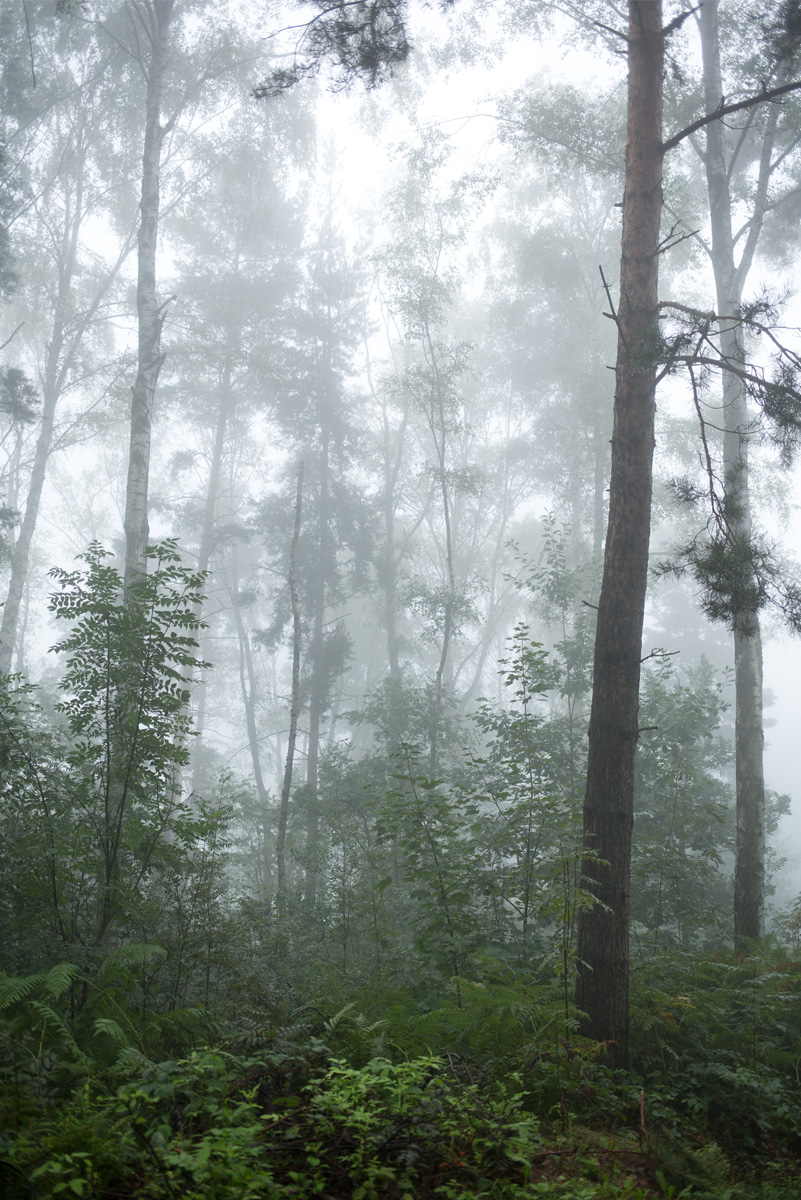 Unfassbares Lichtspiel im sächsischen Wald