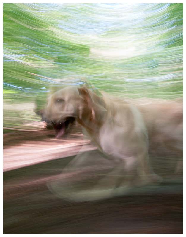 unscharfer Hund 1