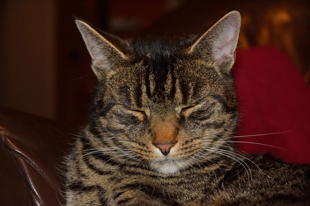Unser Dicker, sein Name ist Rocky