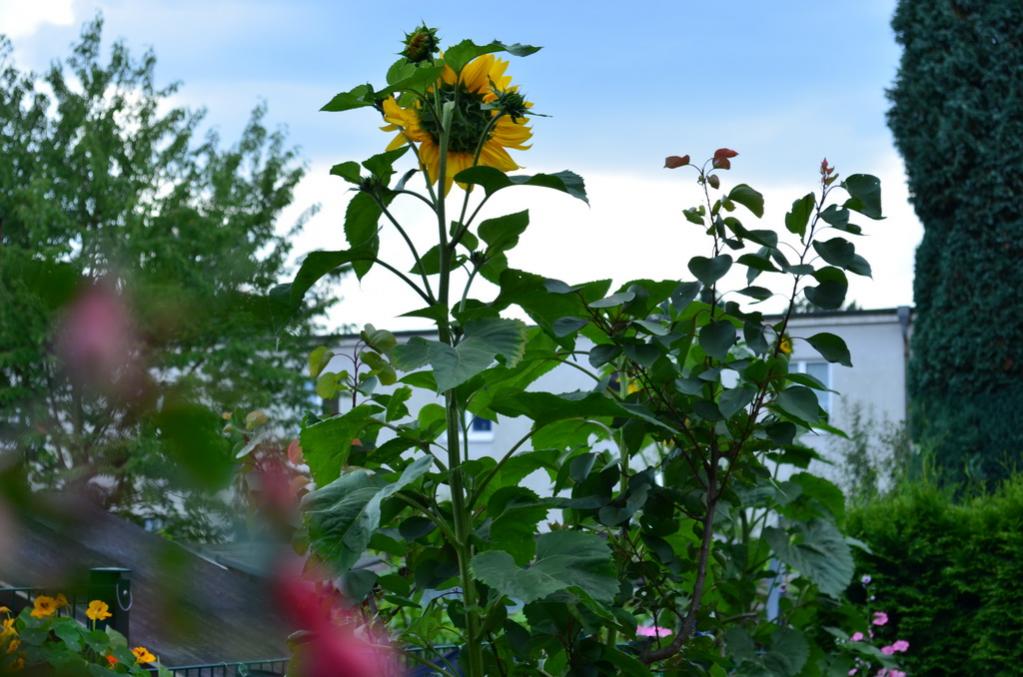 Unser Garten 2012