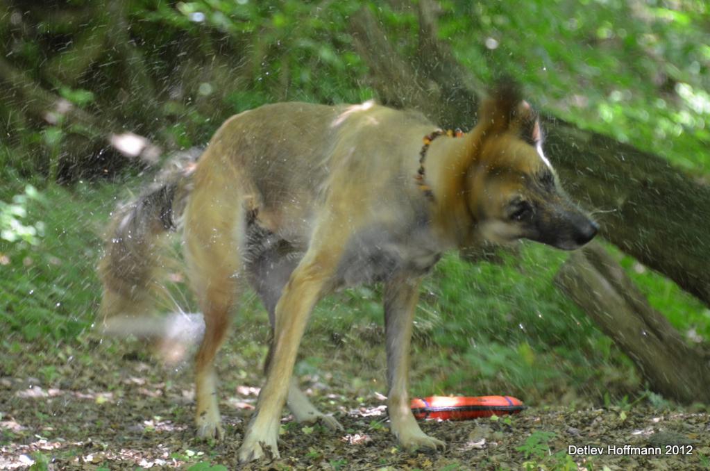 Unser Hund nach dem Bad im Bach