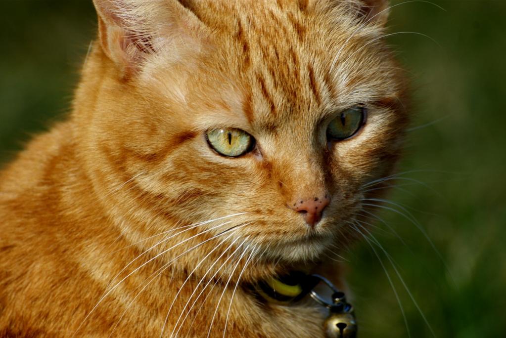 Unser Kater Caruso
