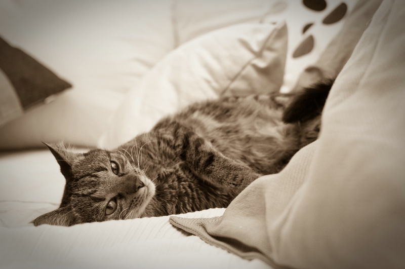Unser Kater "Tiger"