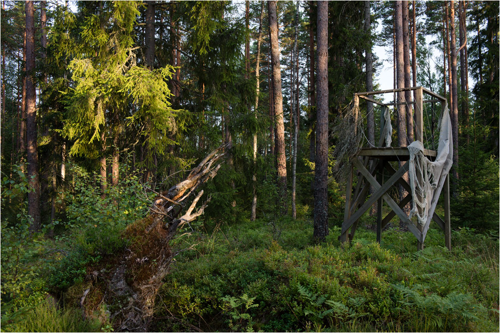 unser wald am abend