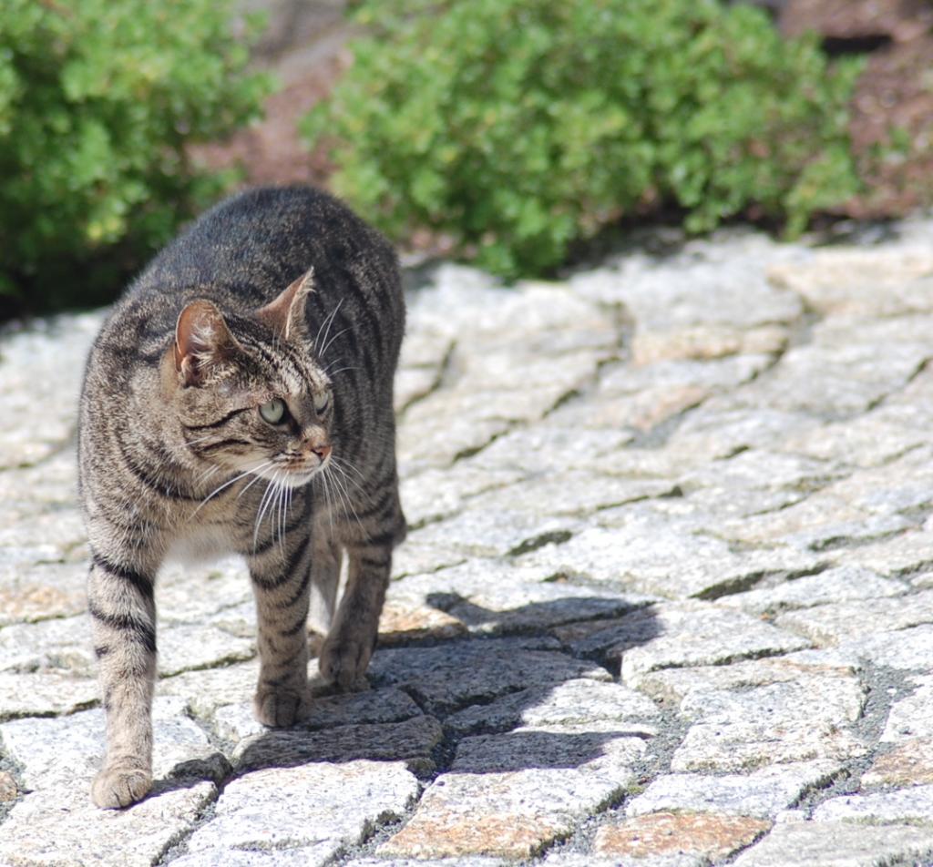 Unsere Katze im Garten