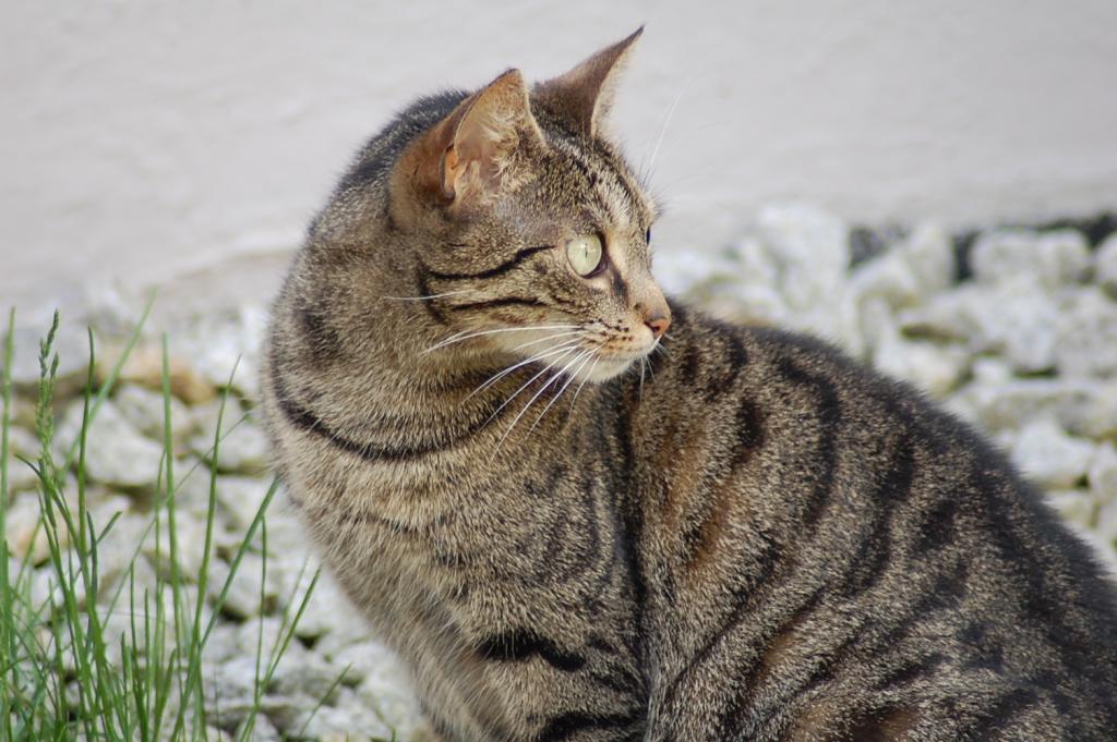 Unsere Katze im Garten
