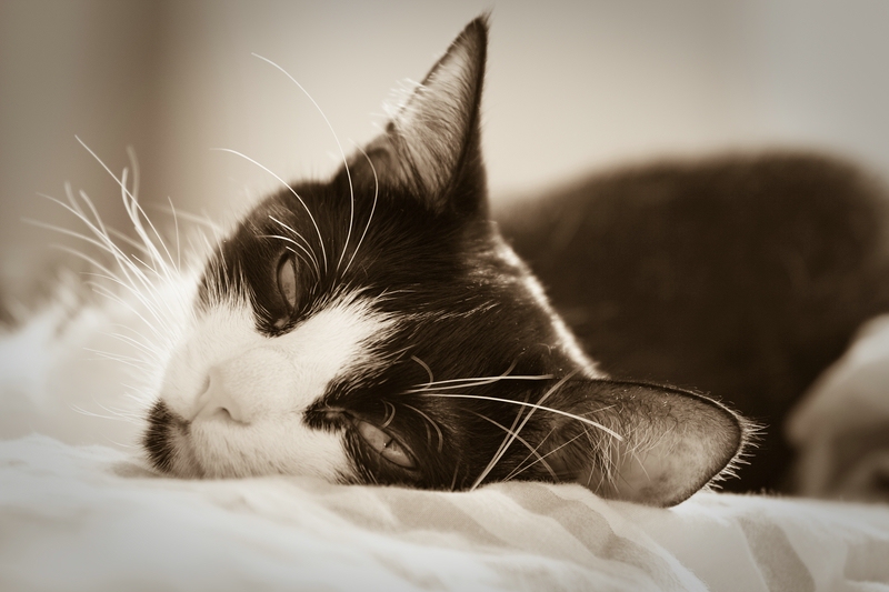 Unsere kleine Katze "Amy"