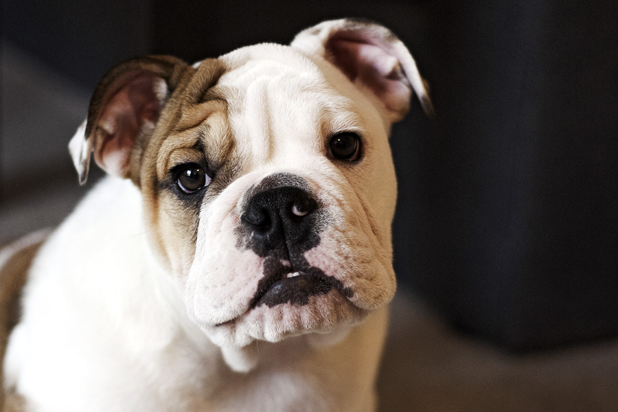 Unsere Molly