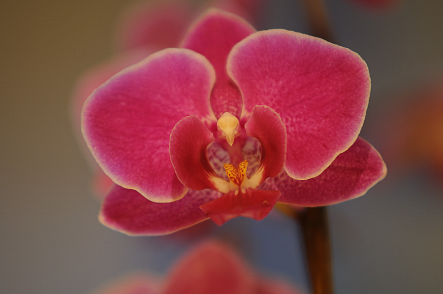 Unsere neue Orchidee