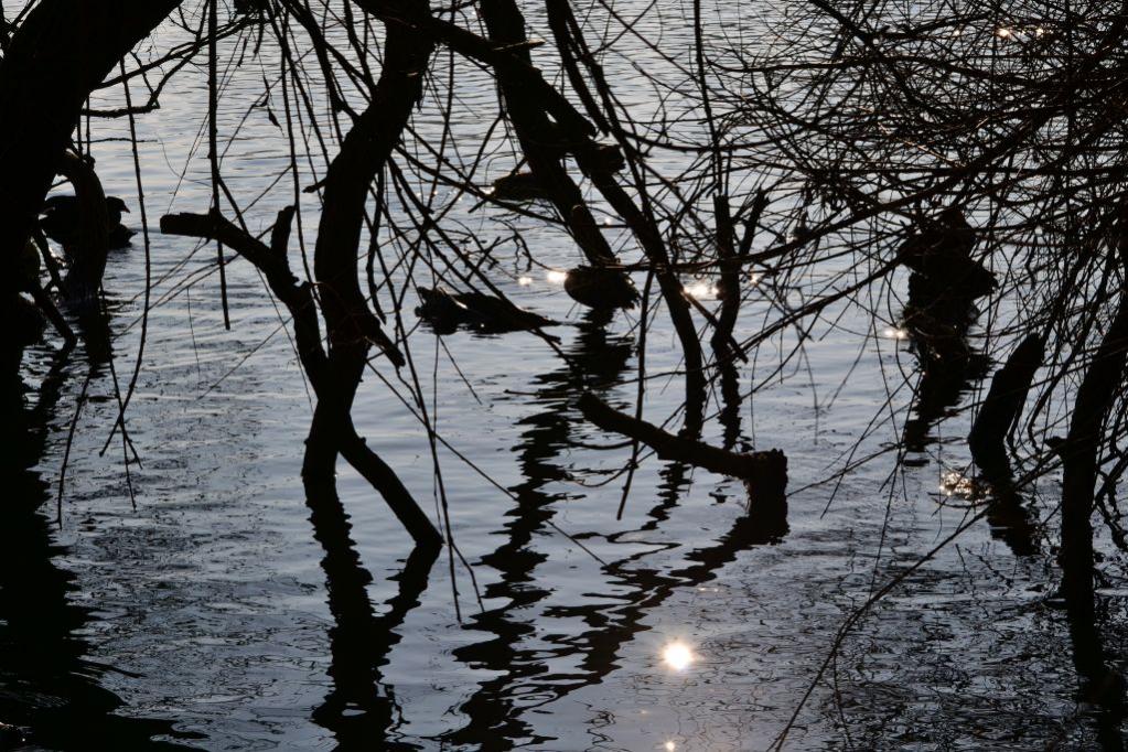 Unterbacher See 035 01