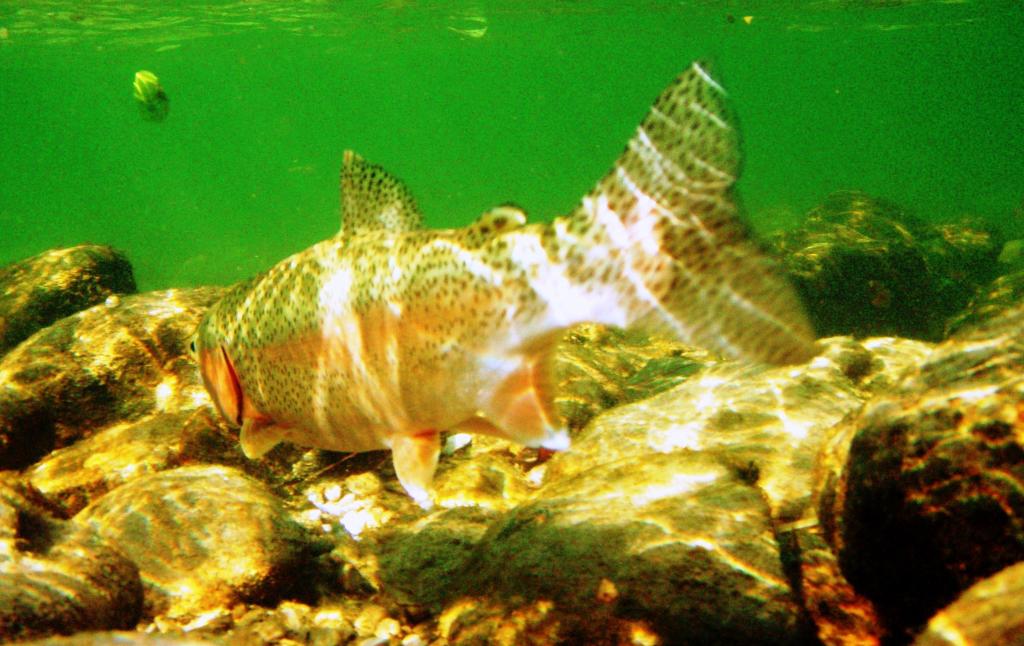 Unterwasseraufnahme einer Regenbogenforelle in der Ischler Traun!