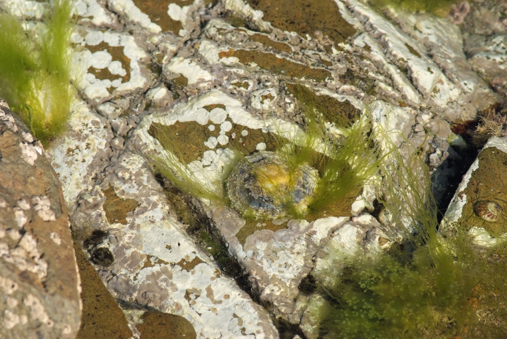 unterwasserwelt