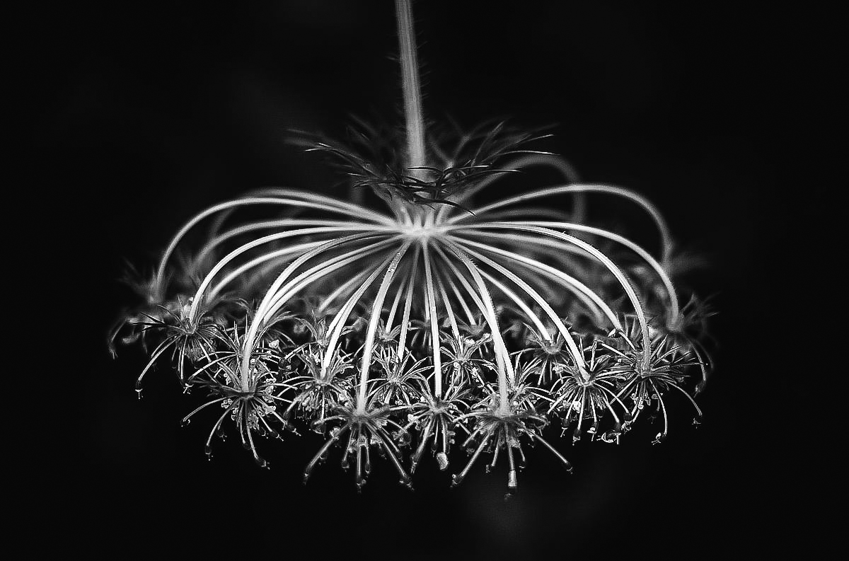 Upside Down (1 von 1).JPG