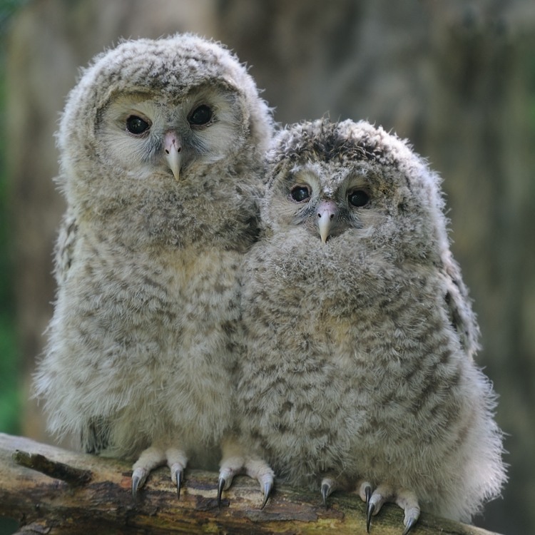 Uralkauz 
Nachwuchs 1
Tiergarten Nürnberg