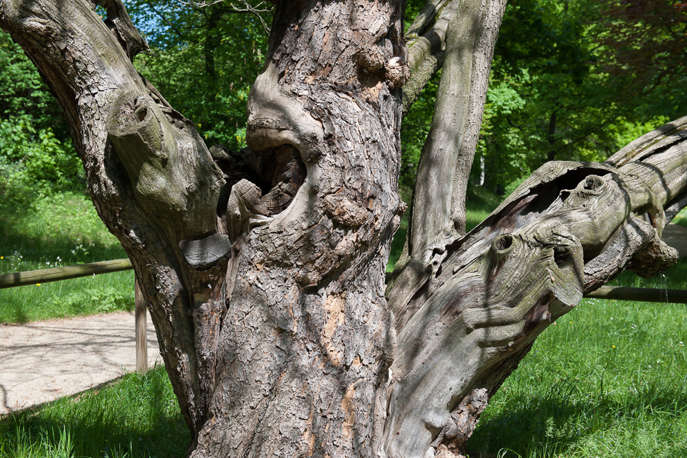 Uralte Bäume ohne Namen im Schloßpark Pillnitz