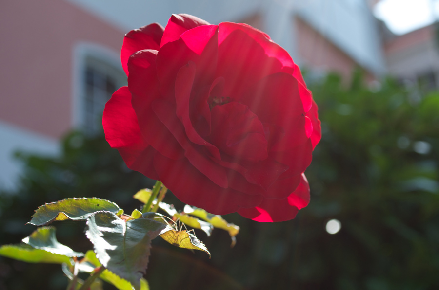 urban rose