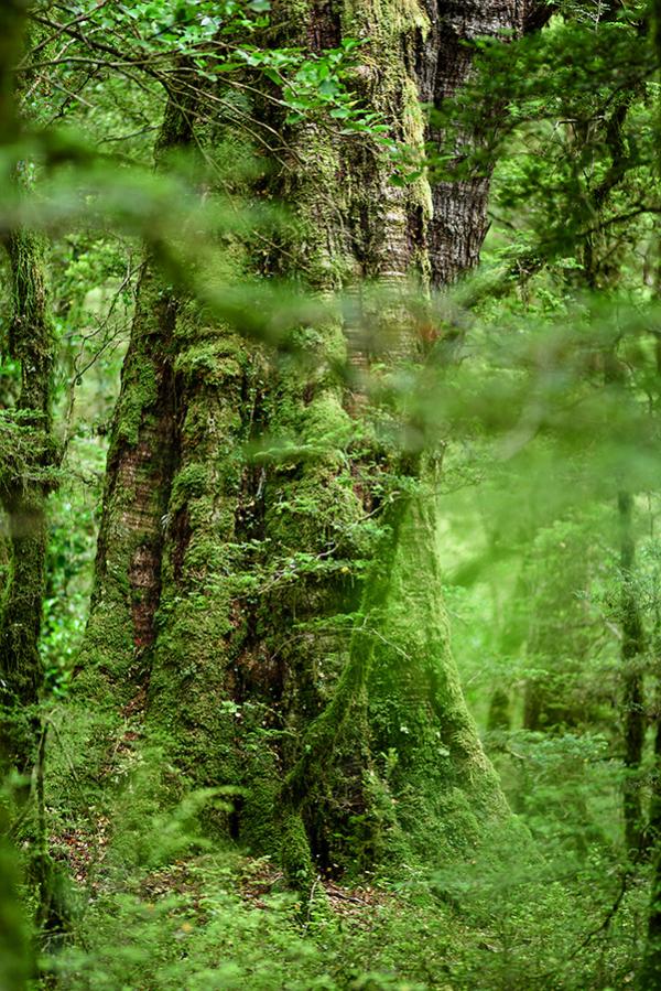 Urwald Fjordland klein