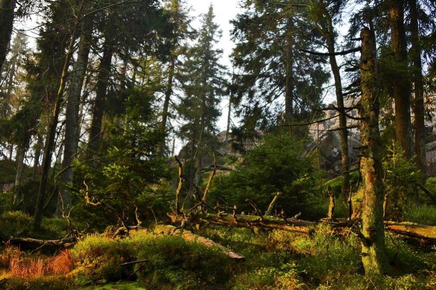 Urwaldgrenze