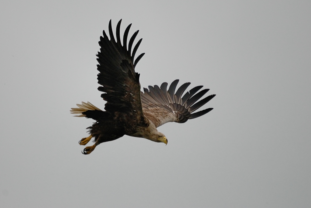 Usedom adler