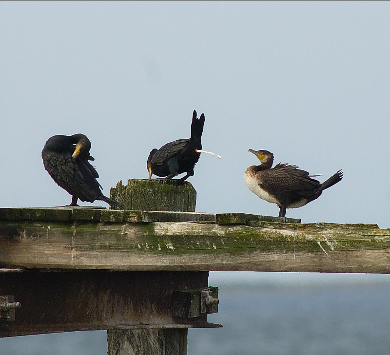 Usedom20