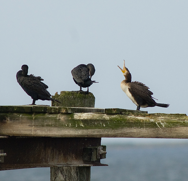 Usedom21