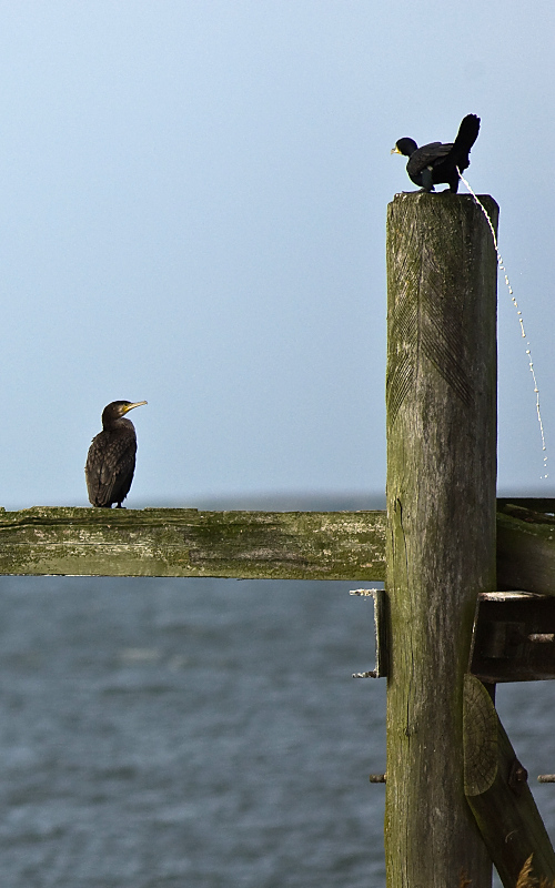 Usedom4