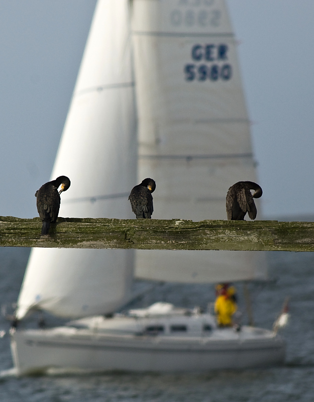 Usedom5
