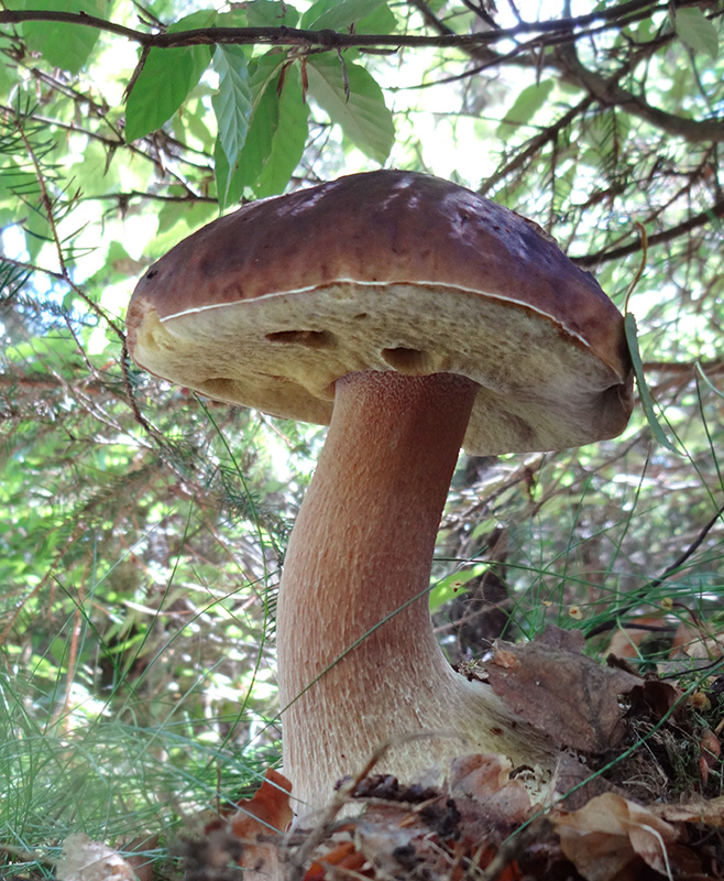 user Burgelfi August 2014