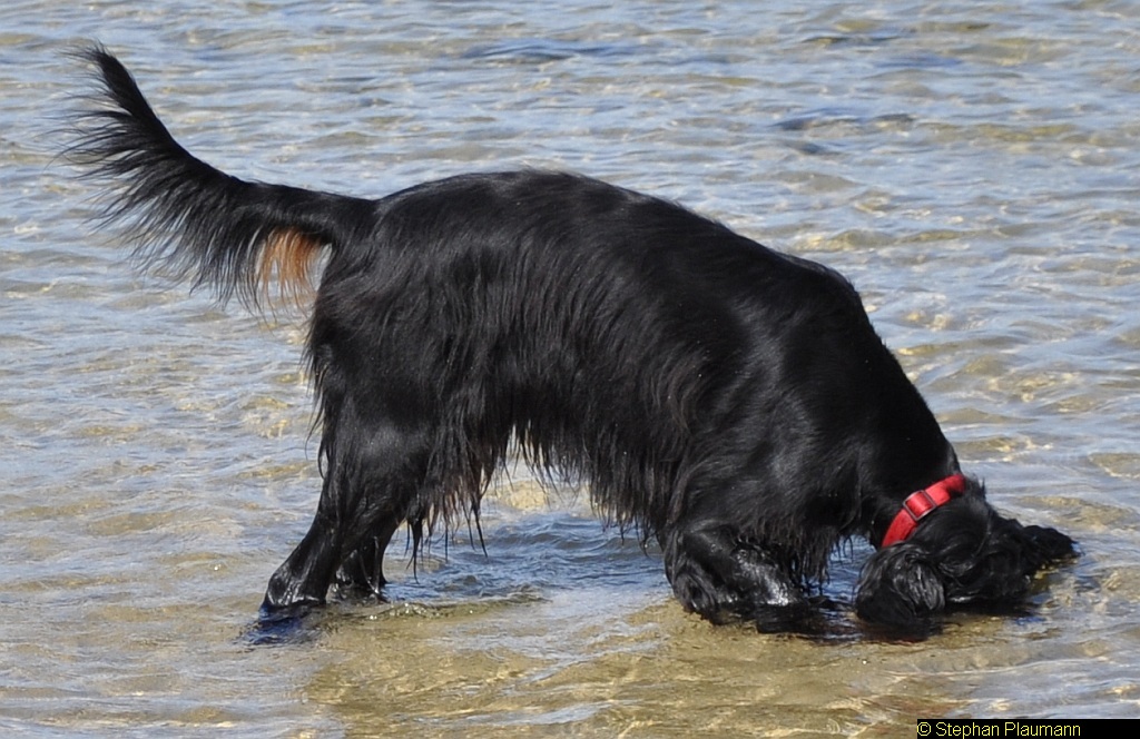 Uups... Wasser im Ohr. Macht nix, das Stöckchen find ich.