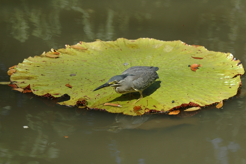 Vögel 003