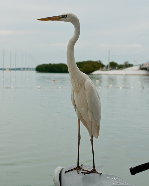 Vögel 2