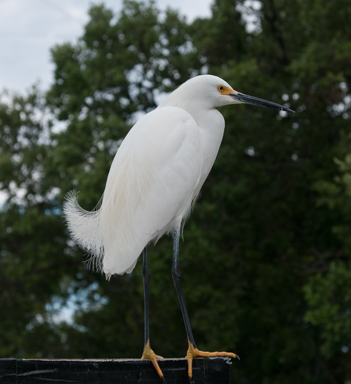 Vögel 5