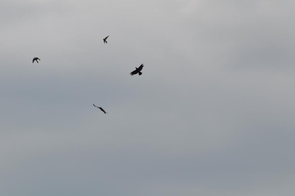 Vögel am Himmel