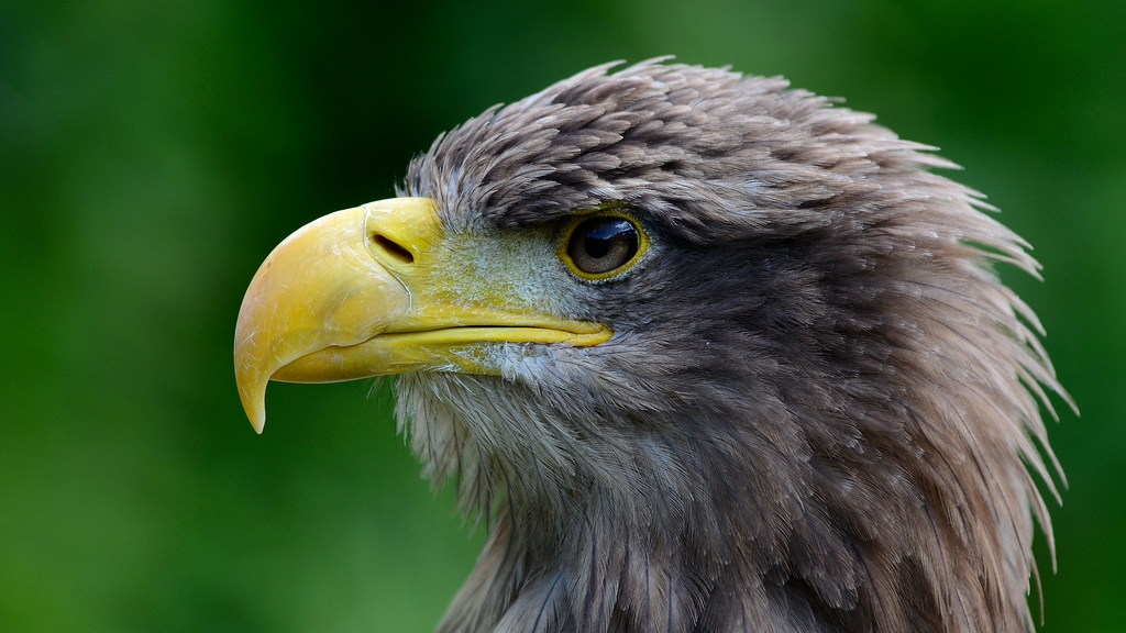 Vögel DSC 1141