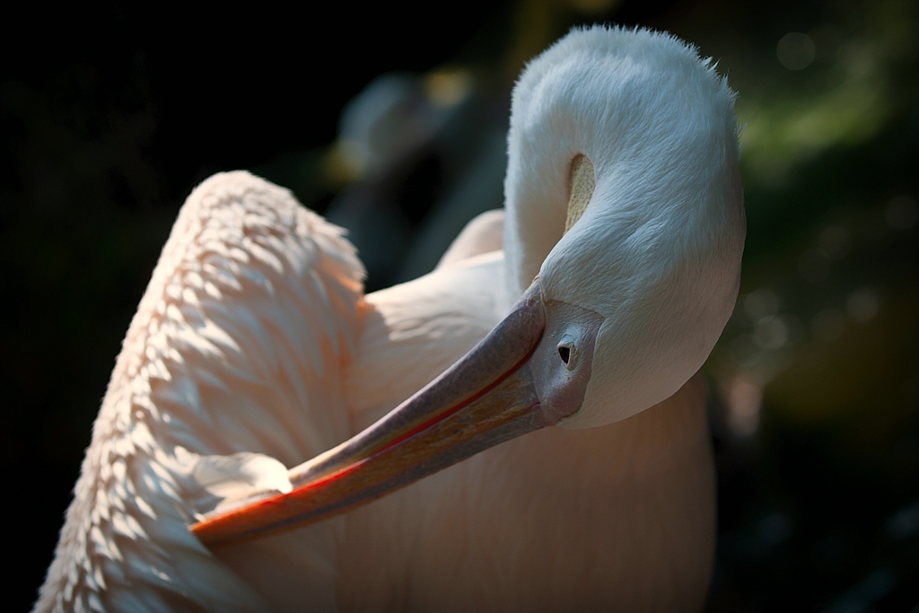 vögel DSC 3889