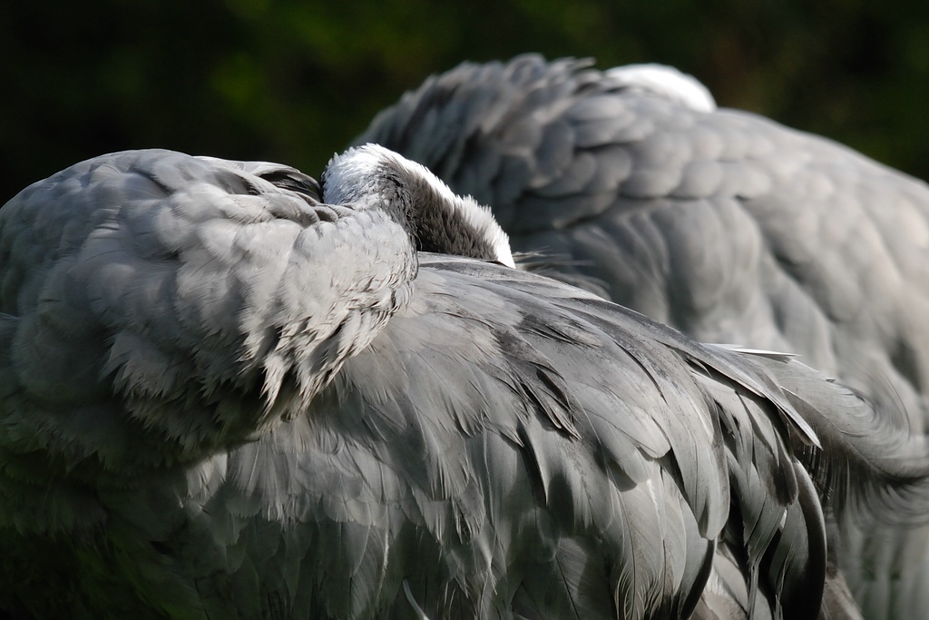 vögel DSC 7319