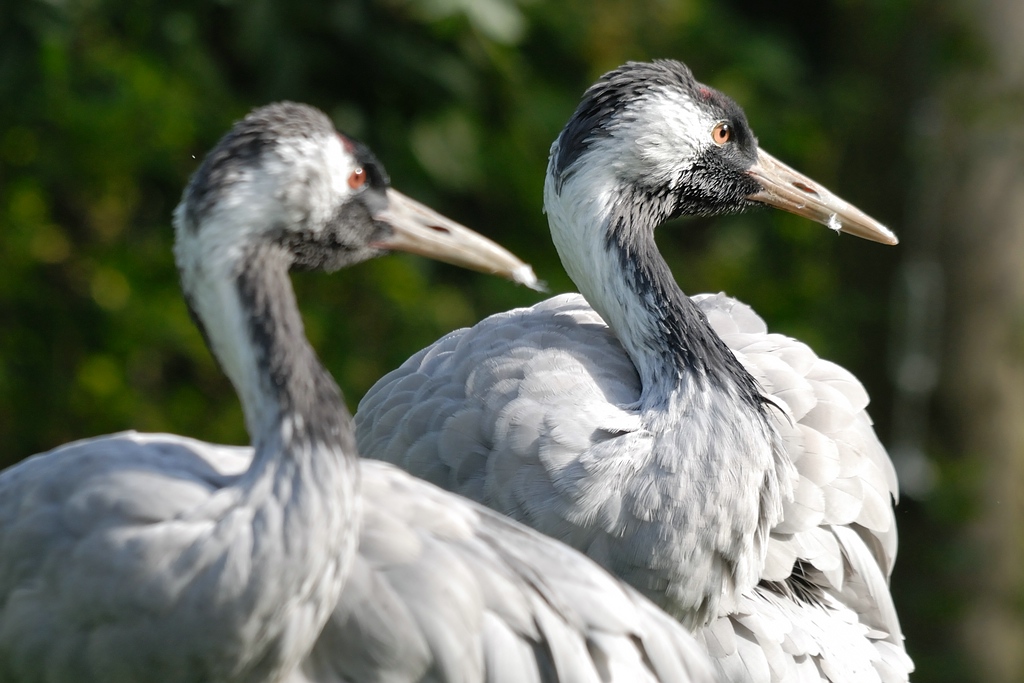 vögel DSC 7322
