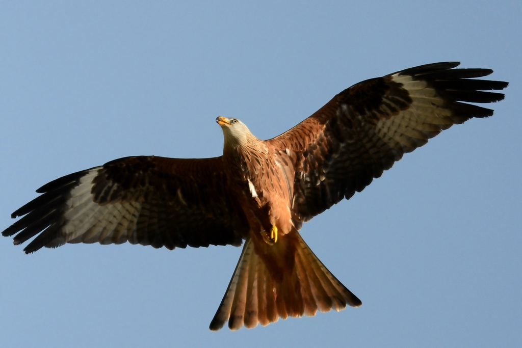 Vögel DSC 8882