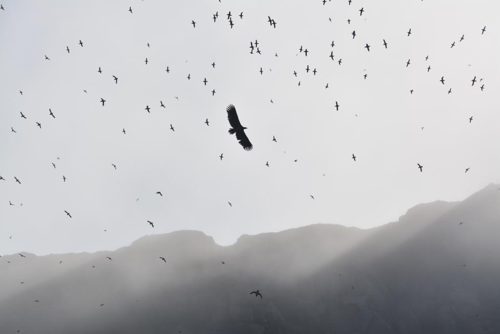 Vögel im Naturschutzgebiet in der Nähe vom Nordkapp