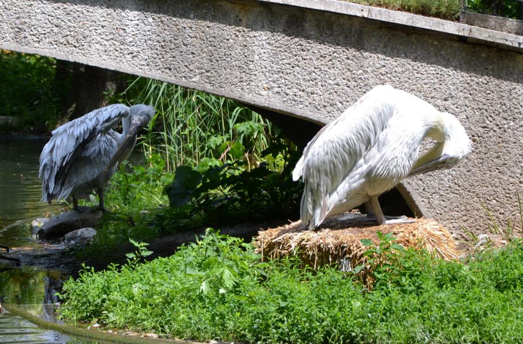 Vögel