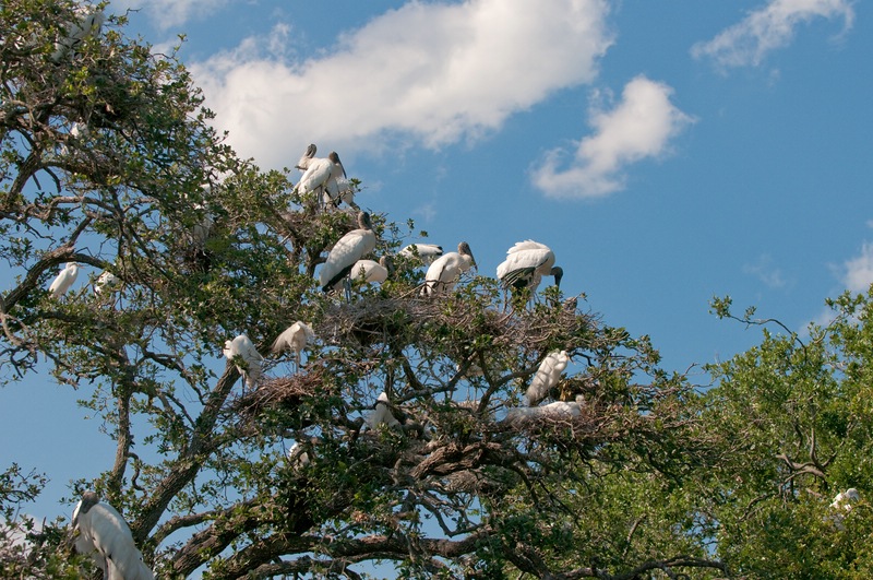 Vögel