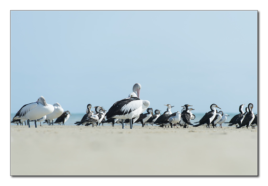 vögel2
