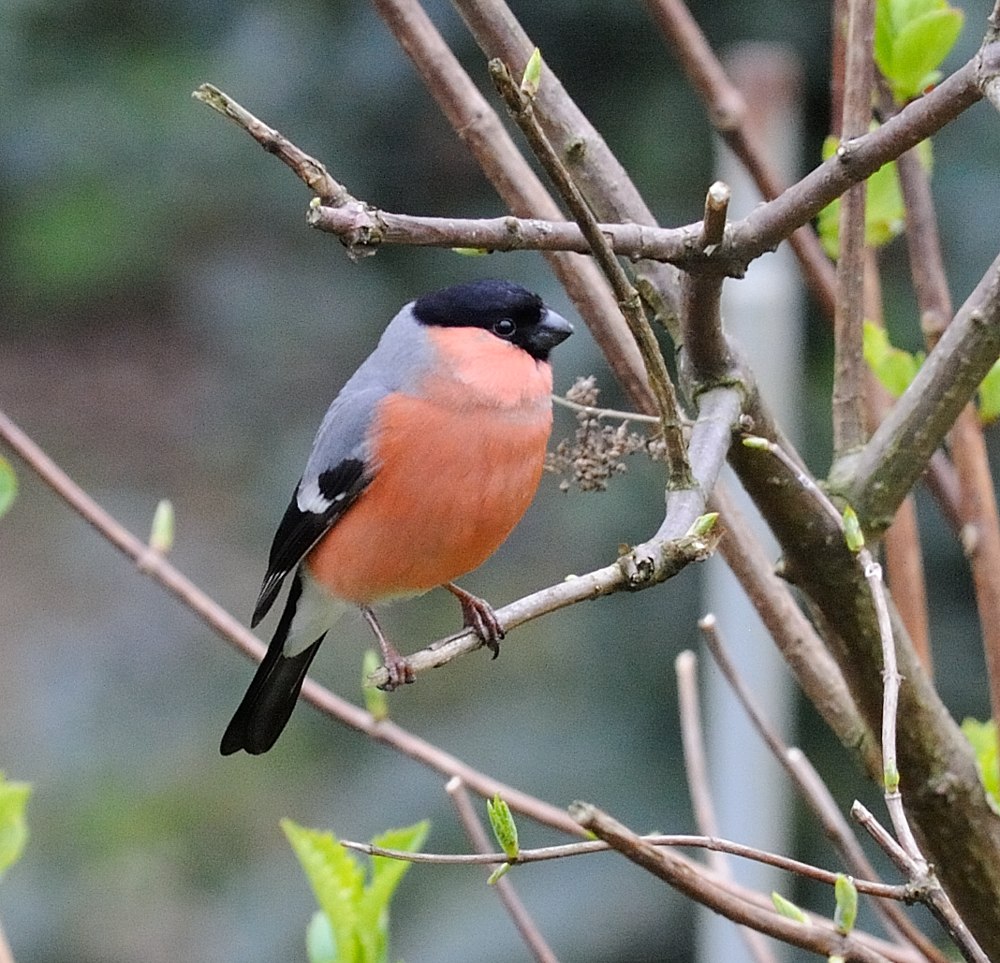 v2 JKK 2892