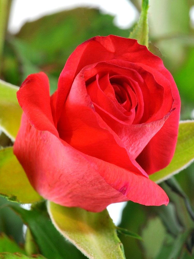 Valentinstag02