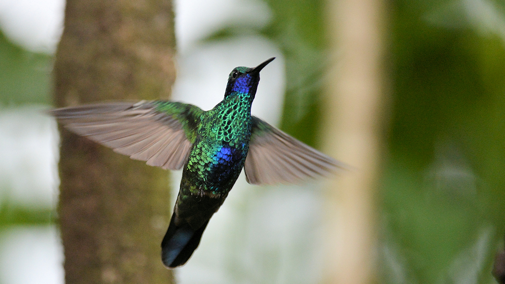 Veilchenohrkolibri
Bella Vista Cloud Forest
4075