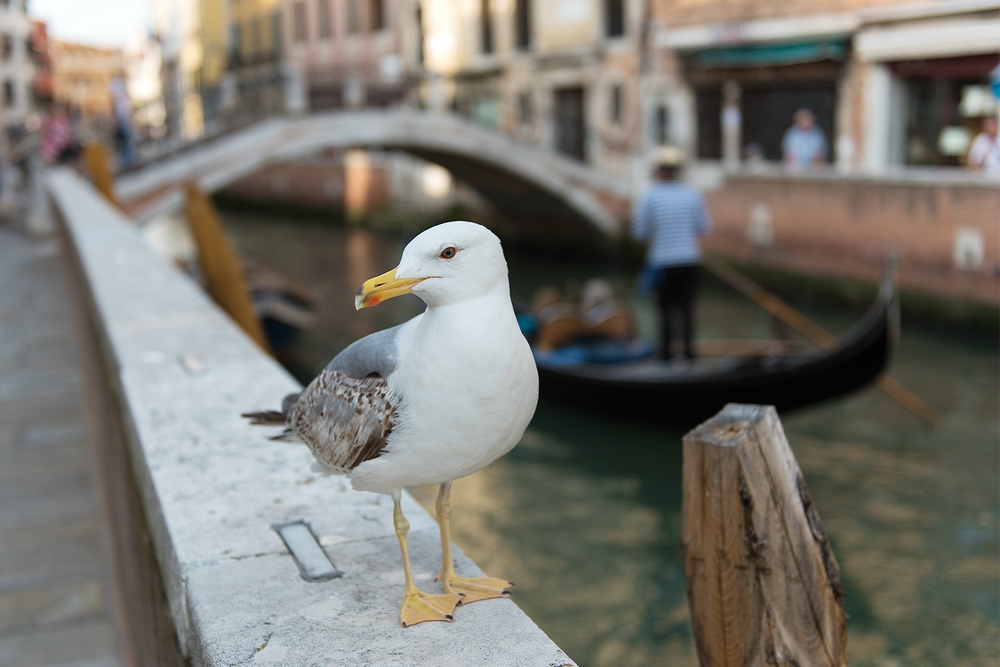 Venedig