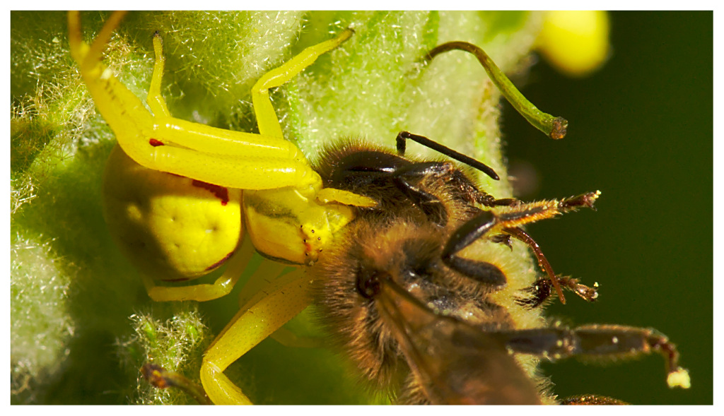 veränderliche Krabbenspinne mit Biene Crop