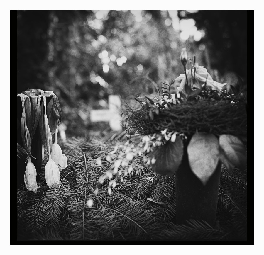 Verblühte Blumen am Frankfurter Hauptfriedhof

(Hasselblad 500c/m - Xtol)